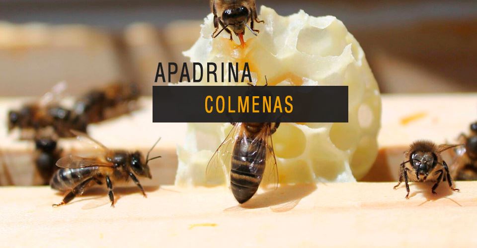 Apadrinar Colmenas